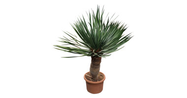 Dracaena drago / Drakenbloedboom