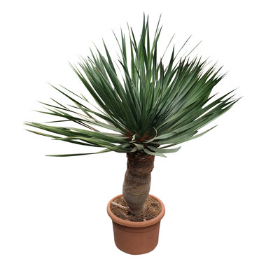 Dracaena drago / Drakenbloedboom
