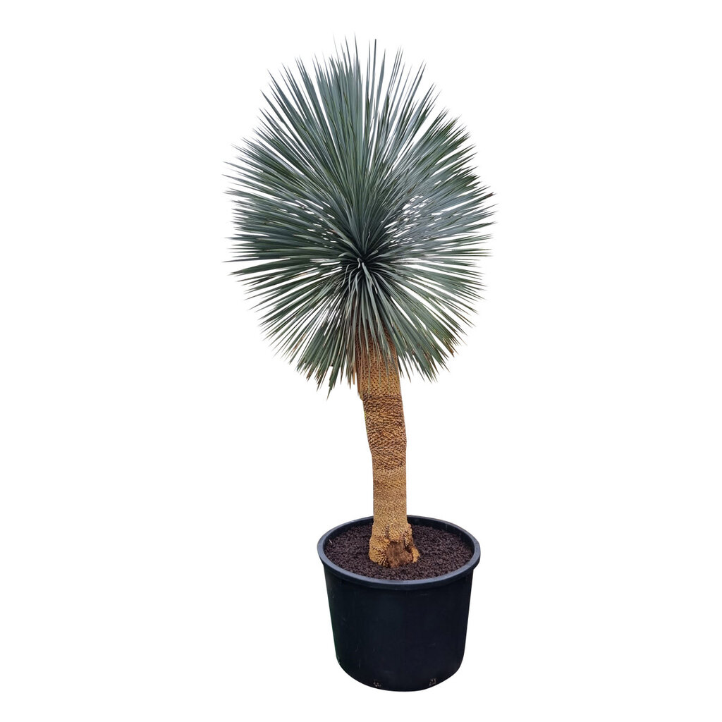 Yucca rostrata "Superior" XXL 250-275 cm