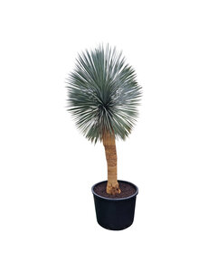  Yucca rostrata "Superior" XXL 250-275 cm
