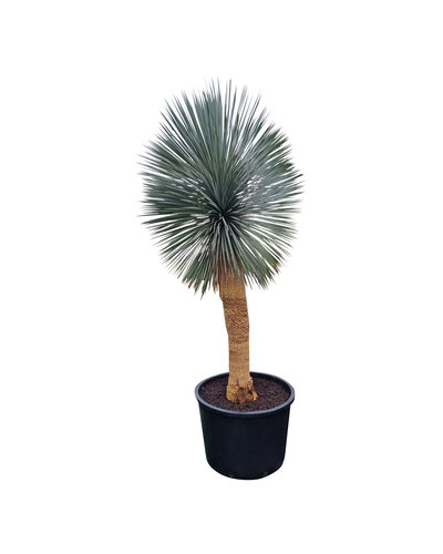 Yucca rostrata "Superior" XXL 250-275 cm