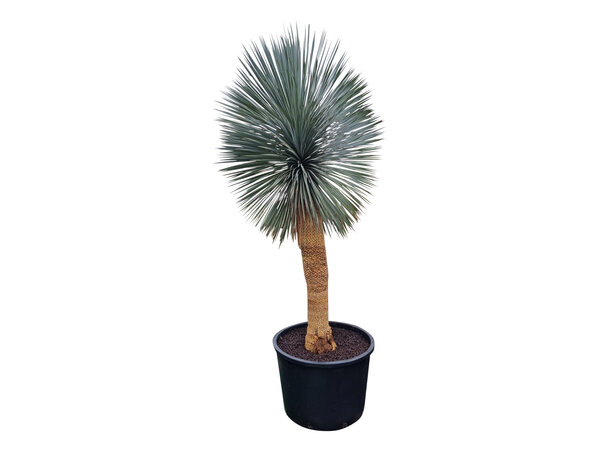 Yucca rostrata "Superior" XXL 250-275 cm