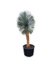  Yucca rostrata "Superior" XXL 250-275 cm