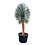 Yucca rostrata "Superior" XXL 250-275 cm