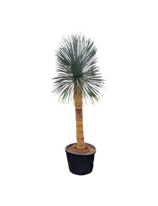  Yucca rostrata "Superior" XXL 275-300 cm
