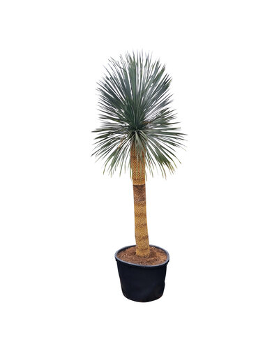  Yucca rostrata "Superior" XXL 275-300 cm