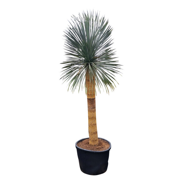 Yucca rostrata "Superior" XXL 275-300 cm