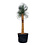 Yucca rostrata "Superior" XXL 275-300 cm
