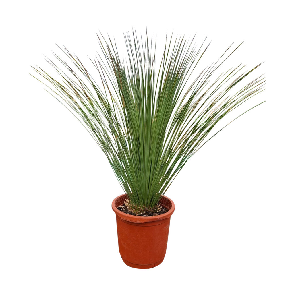 Dasylirion longissimum (pot 25 liter)