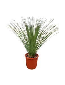 Dasylirion longissimum (pot 25 liter)