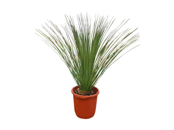 Dasylirion longissimum (pot 25 liter)