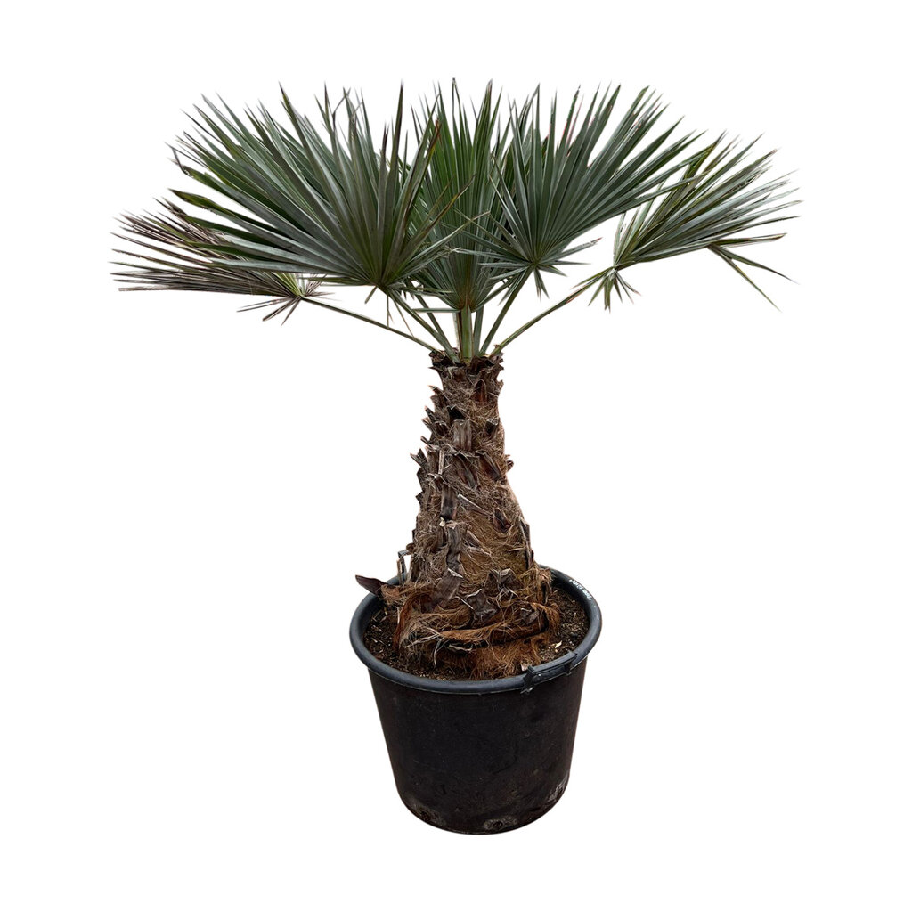 Brahea armata "Super silver"