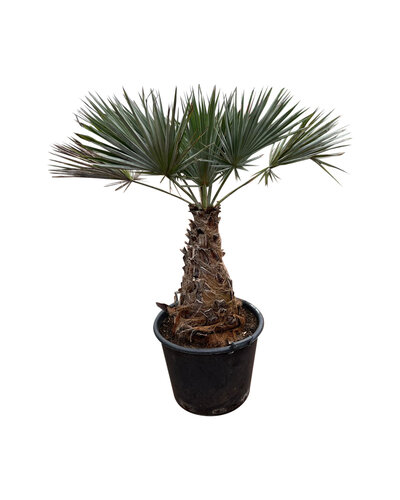 Brahea armata "Super silver"