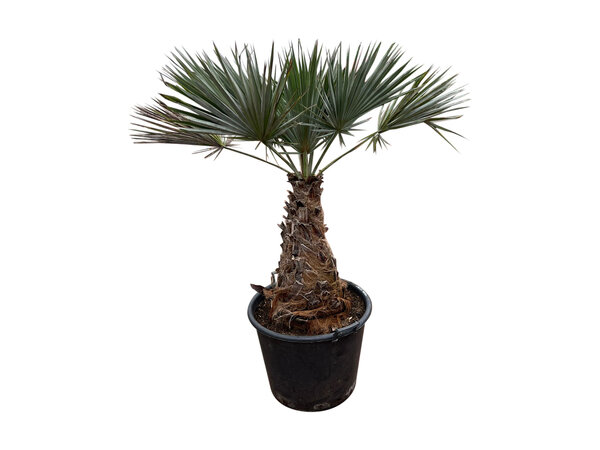 Brahea armata "Super silver"