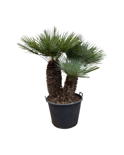  Chamaerops humilis "Cerifera" XL (NO:1)