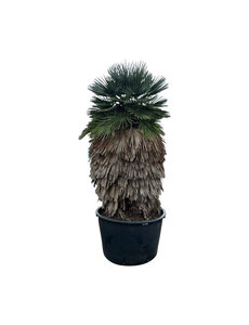 Chamaerops humilis "cerifera" XXL (NO:2)