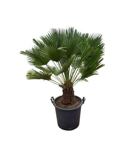  Chamaerops humilis "Vulcano" (NO:2)