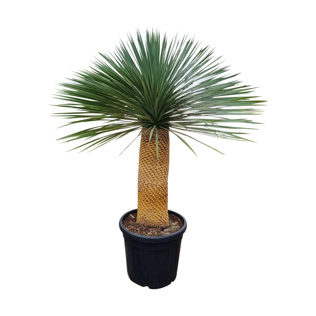 Yucca rostrata "Superior" 140-150 cm