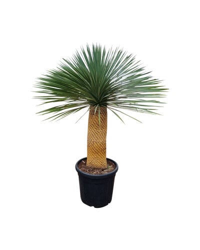  Yucca rostrata "Superior" 140-150 cm