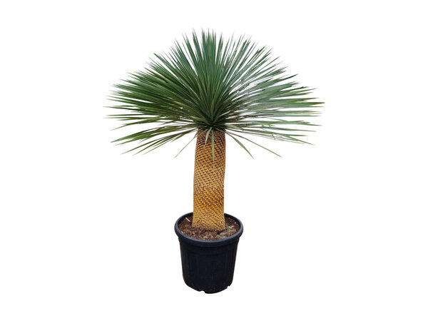 Yucca rostrata "Superior" 140-150 cm