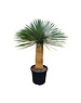  Yucca rostrata "Superior" 140-150 cm