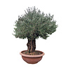  Olijfboom bonsai 90 cm decoschaal --- GRATIS BEZORGING ---