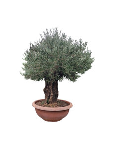  Olijfboom bonsai 90 cm decoschaal --- GRATIS BEZORGING ---