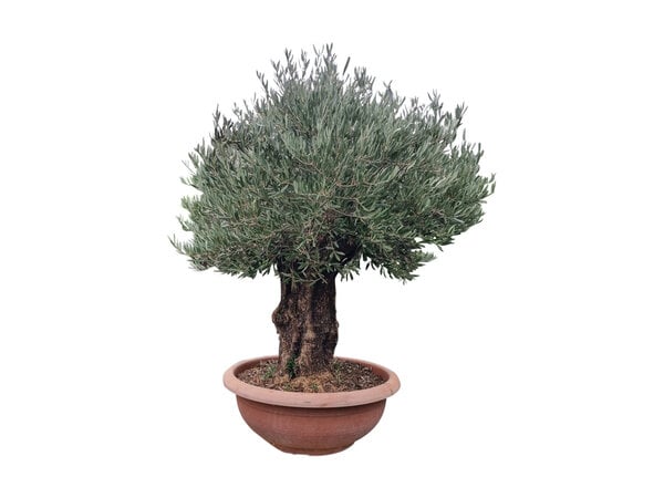Olijfboom bonsai 90 cm decoschaal --- GRATIS BEZORGING ---