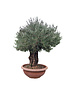  Olijfboom bonsai 90 cm decoschaal --- GRATIS BEZORGING ---