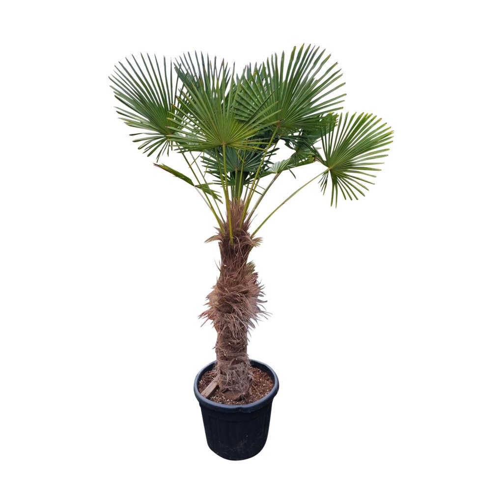 Trachycarpus wagnerianus stamhoogte 110 cm