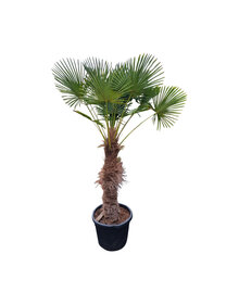 Trachycarpus wagnerianus stamhoogte 110 cm