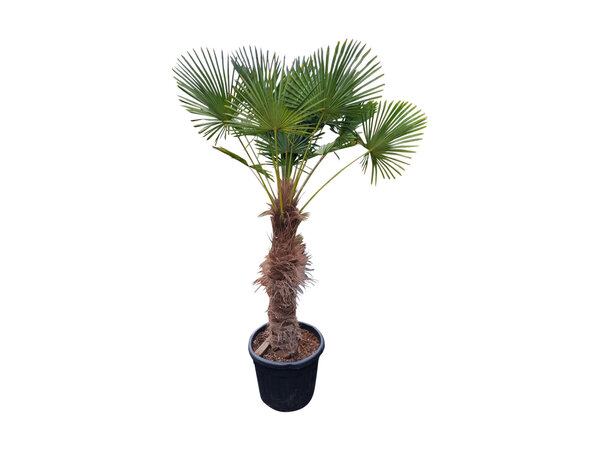 Trachycarpus wagnerianus stamhoogte 110 cm