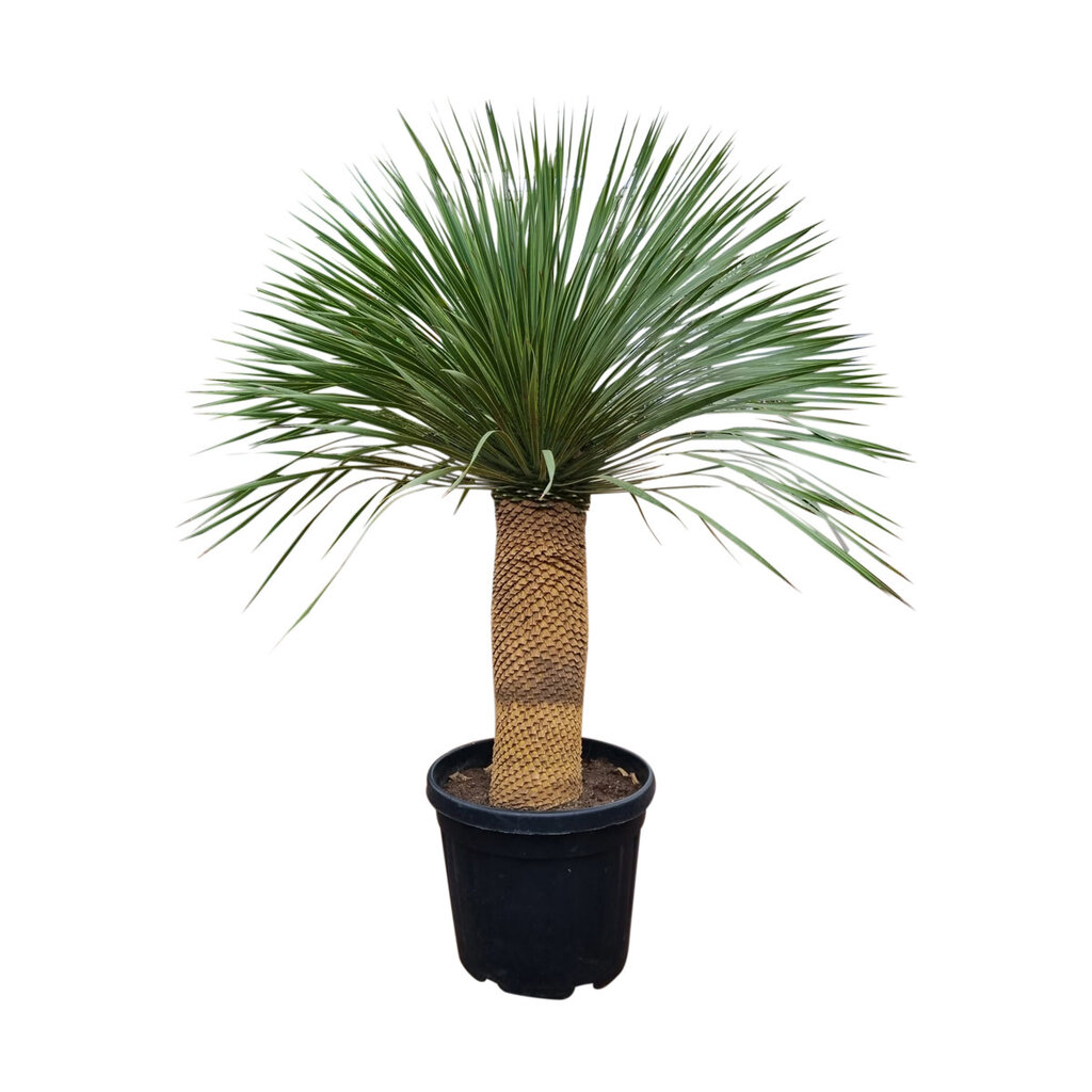 Yucca rostrata "Superior" 140-150 cm