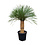 Yucca rostrata "Superior" 140-150 cm