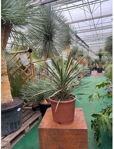  Yucca filifera australis 50-60 cm