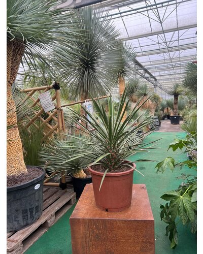  Yucca filifera australis 50-60 cm