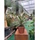 Yucca filifera australis 50-60 cm