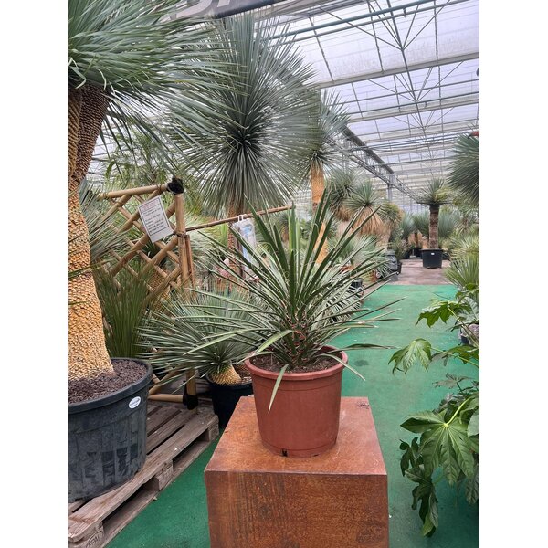 Yucca filifera australis 50-60 cm
