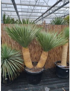  Yucca Rostrata "Multitrunc" (NO:15)
