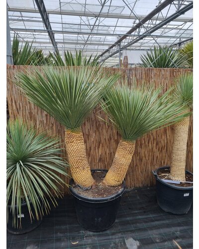  Yucca Rostrata "Multitrunc" (NO:15)