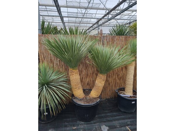 Yucca Rostrata "Multitrunc" (NO:15)