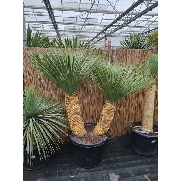 Yucca Rostrata "Multitrunc" (NO:15)