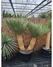  Yucca Rostrata "Multitrunc" (NO:15)