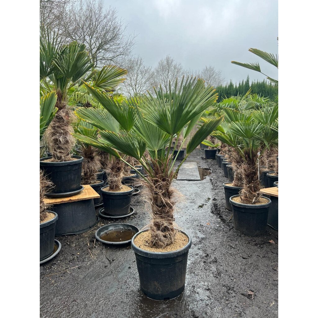 Trachycarpus wagnerianus stamhoogte 40 cm