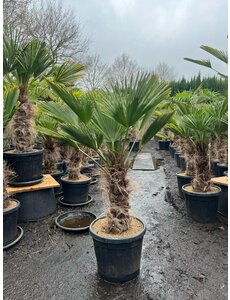  Trachycarpus wagnerianus stamhoogte 40 cm