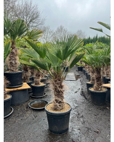  Trachycarpus wagnerianus stamhoogte 40 cm