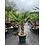 Trachycarpus wagnerianus stamhoogte 40 cm