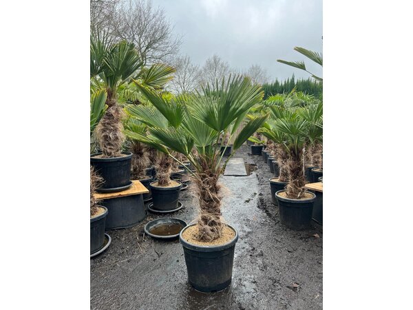 Trachycarpus wagnerianus stamhoogte 40 cm