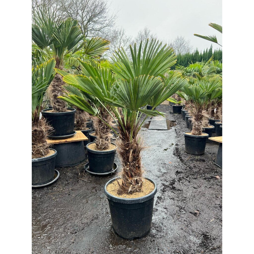 Trachycarpus wagnerianus stamhoogte 45 cm