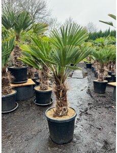  Trachycarpus wagnerianus stamhoogte 45 cm